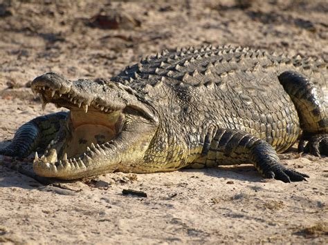 The Best Crocodile Curry A Recipe for Adventure!